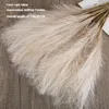 Fleurs décoratives 5 / 10pcs Pampa Pampas Bouquet séché décor de maison Natural Tail Gras