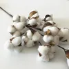 Decorative Flowers 50 Cm Plant Decorations Cotton Flower Stems Artificial Dried Branches Boll