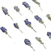 Decorative Flowers 3-6CM/24PC Real Natural Plant Dried Pressed Small Dry Press Flower Branch For Epoxy Resin Invitation Card Candle