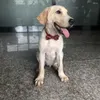 Köpek giyim 80pcs Noel Pet Puppy Cat Bow Ties Ayarlanabilir Karışık Stiller Beshet Malzemeleri Festival Yaka Aksesuarları