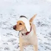 犬のアパレルウォームハットカジュアルなぬいぐるみペットの耳は、中程度のヘッドギアのオートバイの冬の冬を覆う