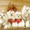 Dog Apparel 5pcs Mixed Colors Cute Pet Head Flower Clip Fashion Bow Cat Headwear Supplies Grooming Accessories Products