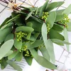 Kwiaty dekoracyjne 8pcs/bukiet zielone sztuczne liście duże rośliny liści eukaliptusów dekoracja ślubna fałszywe