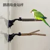 Другие птицы поставляют попугай