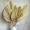Figuras decorativas 5 piezas recortadas hojas de palma secas Decoración de bodas de la boda