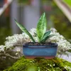 花瓶セラミック多肉植物の植木鉢盆栽長方形のミニグレイズドビンテージ植物排水穴ホームガーデンデコレーション