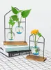 Vases Hydroponic Plant Glass Desktop Planter Bulb Vase Office Flower Arrangement Green Small Potted Plants Home Bonsai Decor