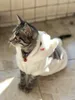 Vêtements pour chiens costume de animal de compagnie Halloween Cat sweat à sweat professeur de professeur de chaton Coral Coral Carton d'automne Modèles d'hiver