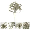 Decorative Flowers Accessories Simulation Tillandsia Artificial Cactus Plants Plastic Air Pineapple