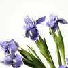 Decorative Flowers Simulation Flower Office Decor Peony Artificial Wedding Decoration Faux Iris