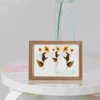 Quadros de quadro de imagem criativa para flores pressionadas amostras de vidro pressionando POS Display 6 polegadas