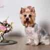 Abbigliamento per cani Bulk Diamond Colorato Achio Colow Sweet Petclip Catclip Topknot cucciolo luminoso Peals Products Products Shitzu