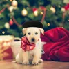 Abbigliamento per cani per copricapo per pet cappello Cappello Cappelli Cappelli Beret Beret Birthday Cuppy Accessorio per cuccioli