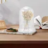 Vases Flower Craft Desktop Decors Display Cabinet Delicate Glass Covers Base Domes Crafts Cloche Creative Cabinets