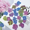 Dekoratif Çiçekler 60 PCS Preslenmiş Kurutulmuş Çok Petaller Hydrengea Çiçek Bitki Mücevher Kartpostal Davetiyesi için Herbaryum