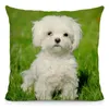 Couvercle d'oreiller 45x45cm BICHON FRIZE CAS MOBILIER MOTEUR SOFFE CHAISE DÉCORD DWG046