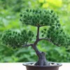 Kwiaty dekoracyjne sztuczny kwiat bonsai zielona roślina zen symulowana sosna sosna pulpita pulpita dekoracja fengshui oglądanie