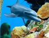 Tapeten Custom Po 3D Decken Wandbilder Tapete Home Decor Malerei Sea World Dolphin Korallen Wand für Wohnzimmer