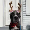 Dog Apparel Christmas Antler Headband For Small Dogs Pet Accessories Hair Card Cat Ornaments Luxury 2024