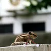 犬のアパレルハムスターハットミニアクセサリー小動物クリスマスコスチュームコスチュームぬいぐるみペット装飾休日の装飾