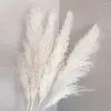 Fleurs décoratives grandes pampas Grass Bouquet naturel moelleux parfait pour l'automne Thanksgiving Halloween Christmas Weddings Bohemian Party