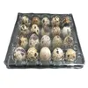 Packing Boxes Wholesale 18 Holes Quail Eggs Holder Container Empty Box 6/12/15/20/24/30Holes Plastic Clear Egg Storage Drop Delivery O Dhw3M