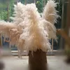 Fleurs décoratives grandes pampas Grass Bouquet naturel moelleux parfait pour l'automne Thanksgiving Halloween Christmas Weddings Bohemian Party