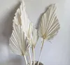 Decorative Flowers Ins Boho Style City Blooms Mini Flower Dried Palm Leaves Spears Natural Fans Leaf For Wedding Decoration Arragnement