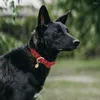 犬の首輪パーソナライズされたカラーペロナイロン調整可能カスタムペット子犬IDネームプレートアクセサリーの小さな大きな犬S-L