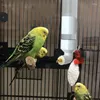 Outros pássaros suprimentos de pássaros alimentador de alemão dispensador de água acrílica parrot aldear para gaiola badamba