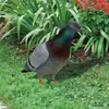 Garden Decorations Figurine Ornaments Double-Sided Printing Realistic Acrylic Pigeon Statues Sculpture Wild