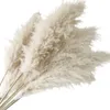 Dekorative Blumen 55 cm Pampas Graszweige für Vase Flauschige getrocknete Blumenarrangement Dekoration Hochzeit natürliche Pflanzen Bouquet