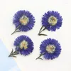 Fiori decorativi 120pcs pressati secchi 3-5 cm blu fiore fiore foglia erbario erbario