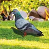 Garden Decorations Figurine Ornaments Double-Sided Printing Realistic Acrylic Pigeon Statues Sculpture Wild