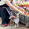 Vazen puppy dieren bloemen potplanten vet