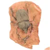 Dekorativa objekt Figurer Paleontologiska exemplar Insekt Ornament Undervisning Dekor för att samla in Science Drop Delivery Home Garde Dh6on