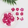 Dekorative Blumen 250pcs 1-2 cm gepresst getrockneter Färbemena Blumenpflanze Herbarium für Schmuck PO Rahmen Telefon Hülle Lesezeichen Handwerk Making DIY