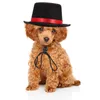 Appareils pour chien chapeau de compagnie costume de chats de fête de fête chaton chiot Noël