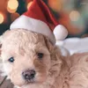 犬のアパレル猫のコスチュームサンタハットペットクリスマスエラスティックパーティーキャップポジュート3pcs