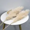 Dekorativa blommor stora pampas gräsdekor höga torkade växter pompas dekorativas fluffy vit boho skrivbord bröllop