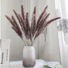 Dekorativa blommor 20-25 cm Långt vita vassgräs Stylish Home Decor Torkade små pampor Bevarad fabriksdirektförsäljning 15 st/parti