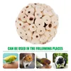 Other Bird Supplies 6 Pcs Parrot Foraging Toy Toys Guinea Pig Chewing Wooden Treats Chinchilla Ball