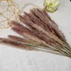 Decoratieve bloemen Bulrush Natuurlijk gedroogde kleine pampa's gras phragmites Home Decor Plants Bruiloft Huwelijk Dekoratie Fleur