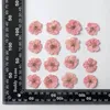 Decorative Flowers 12pcs Plum Blossom Dried Flower Pendant Necklace Resin Jewelry Making DIY Phone Case Filling Crafts Nail Decoration