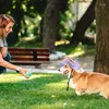 Hondenkleding Sun hoed Pet Zomer met oorgaten Zonnebrandcrème Baseballbescherming voor kleine buitenwandelingaccessoires