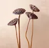 Vases 3-4CM Head/5PCS 35-40CM Natural Dried Lotus Seedpod With Artificial Wire Pole Small Seed Pod Flower Bouquet For Home Decor