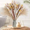 Dekorativa blommor 100st Pampas Grass Decor Boho Home Bouquet Natural Fluffy Dried Wedding Floral Arrangements Wall Table