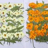 Flores decorativas 80pcs prensados zinnia elegans jacq.Persianas Flor Plant Herbarium Craft Diy Cartão de convite de cartão postal