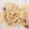 Fleurs décoratives blancs naturels séchés gypsophile Baby's Breath Branches Home Decor Table de mariage Couronne de bricolage floral