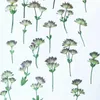 Fiori decorativi 12pcs 2-4 cm 5-10 cm Natura Pressata STAR CEDERY FLOWH FLOWER/ramo secca secca per gocciolatura per gocciolamento Gioielli segnalibri